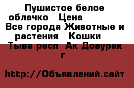 Пушистое белое облачко › Цена ­ 25 000 - Все города Животные и растения » Кошки   . Тыва респ.,Ак-Довурак г.